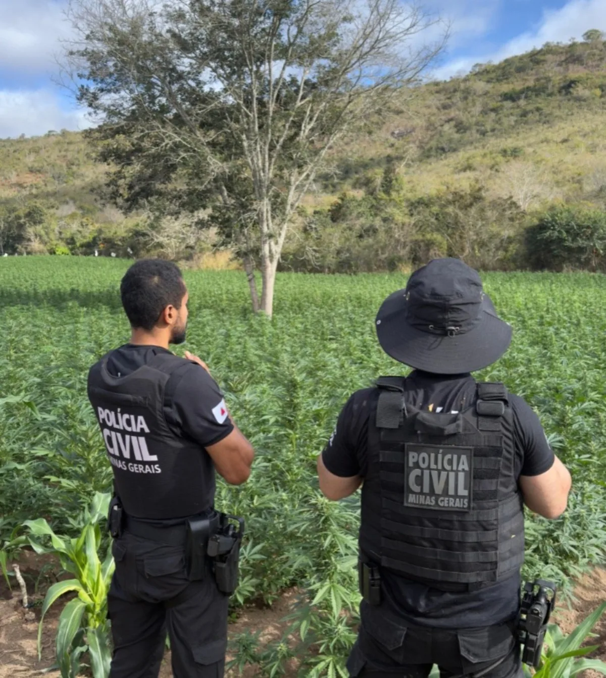Suspeito de cultivar maconha em Minas é preso na Bahia