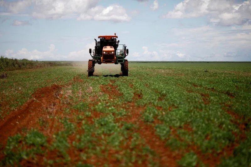 Estudo aponta aumento de betacaroteno em flores tratadas com resíduo de vinho