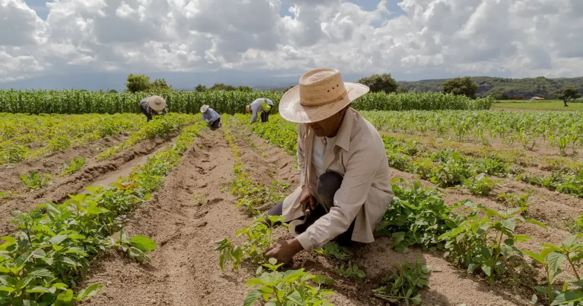 Acesso ao Pronaf alcançou só 2,86% dos agricultores familiares na Amazônia Legal