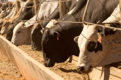 Retenção de fêmeas deve reduzir oferta de carne bovina em 2027