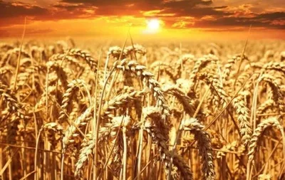 Calor antecipa colheitas na Europa e reduz rendimento de lavouras