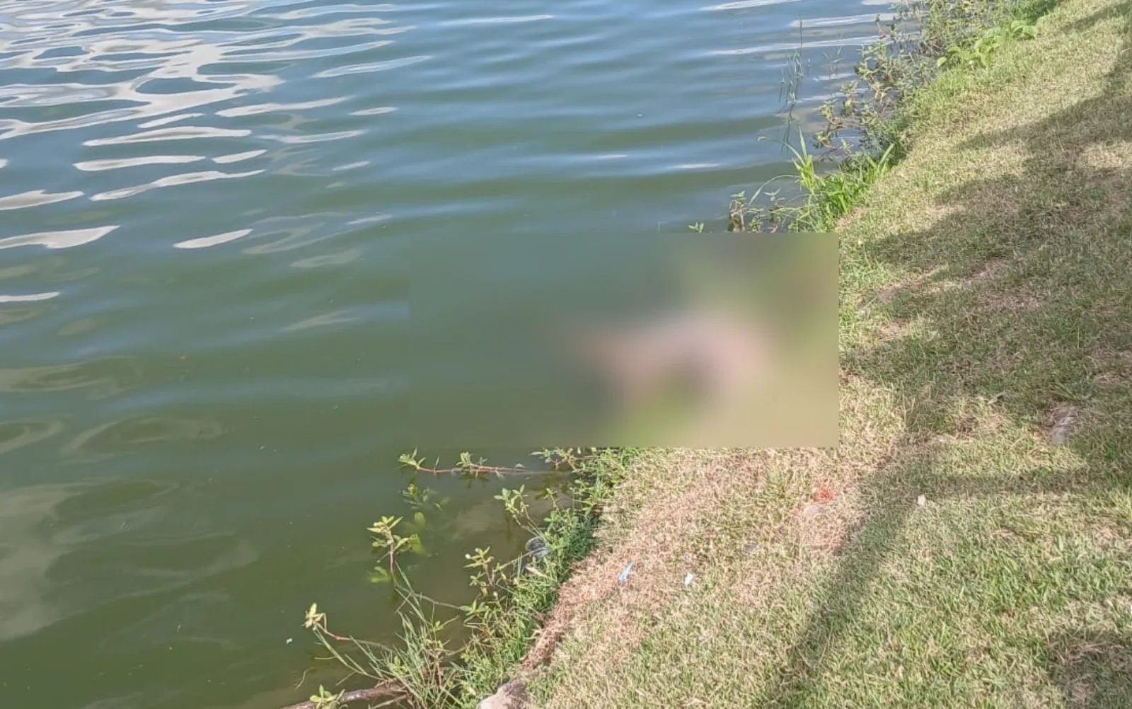 Jacaré adulto é retirado morto da Lagoa Grande, em Feira de Santana