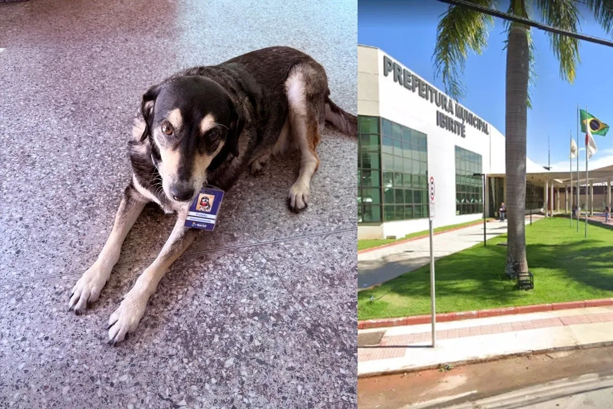 Pretinha, mascote da Prefeitura de Ibirité, morre após 13 anos no prédio público