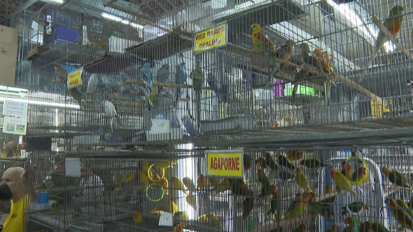 Belo Horizonte proíbe comércio de animais vivos em espaços públicos