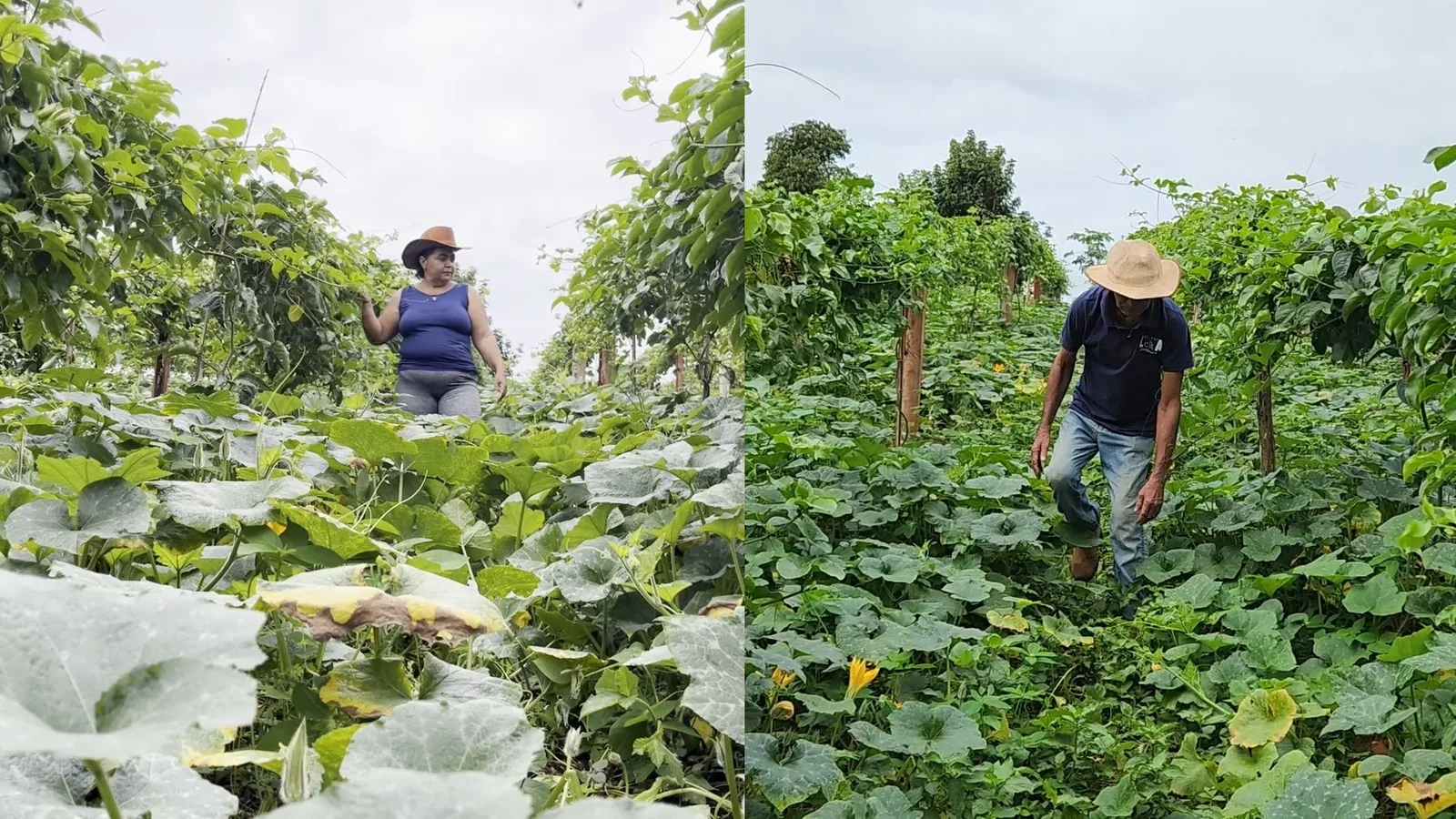 Feira de Agricultura Familiar terá negócios e atrações culturais em Feira de Santana