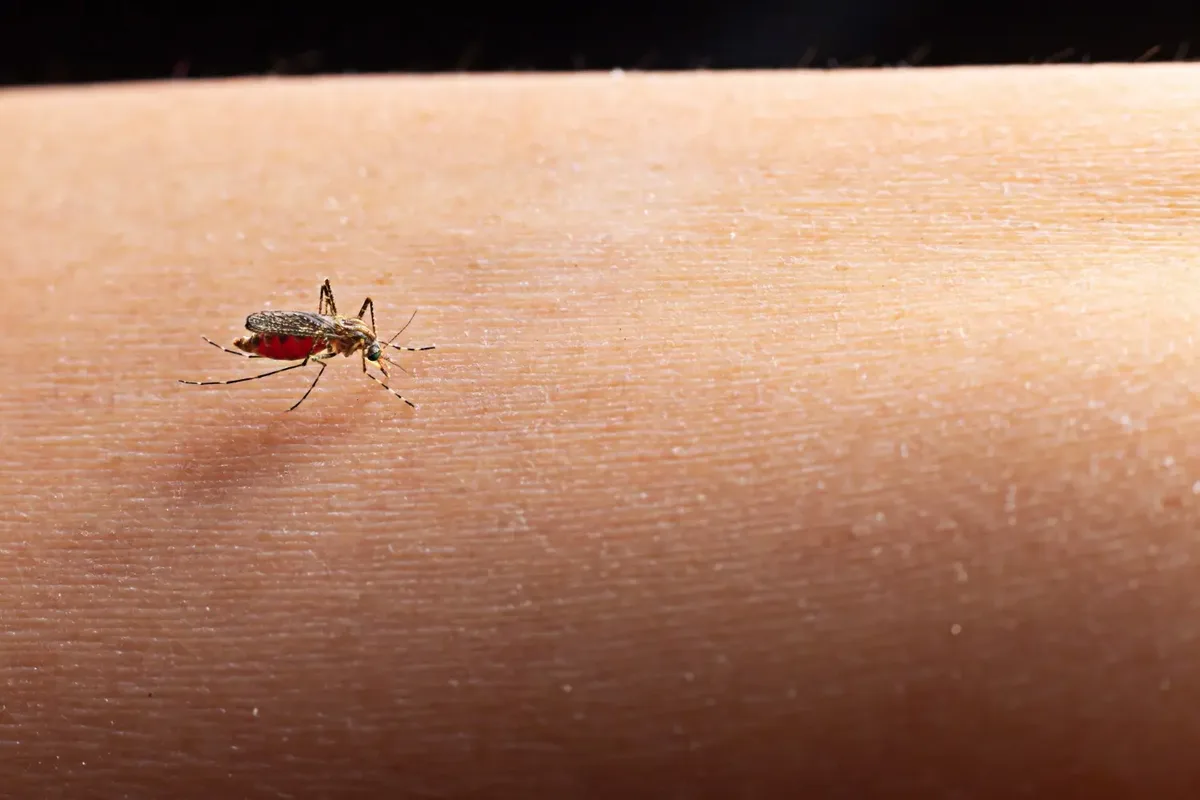 Sorotipo DEN-3 passa a predominar entre casos de dengue em Goiás