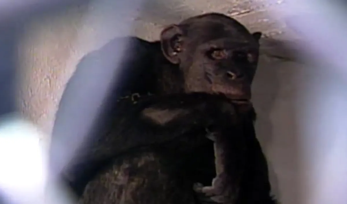 Chimpanzé Serafim morre aos 38 anos após agravamento de quadro clínico