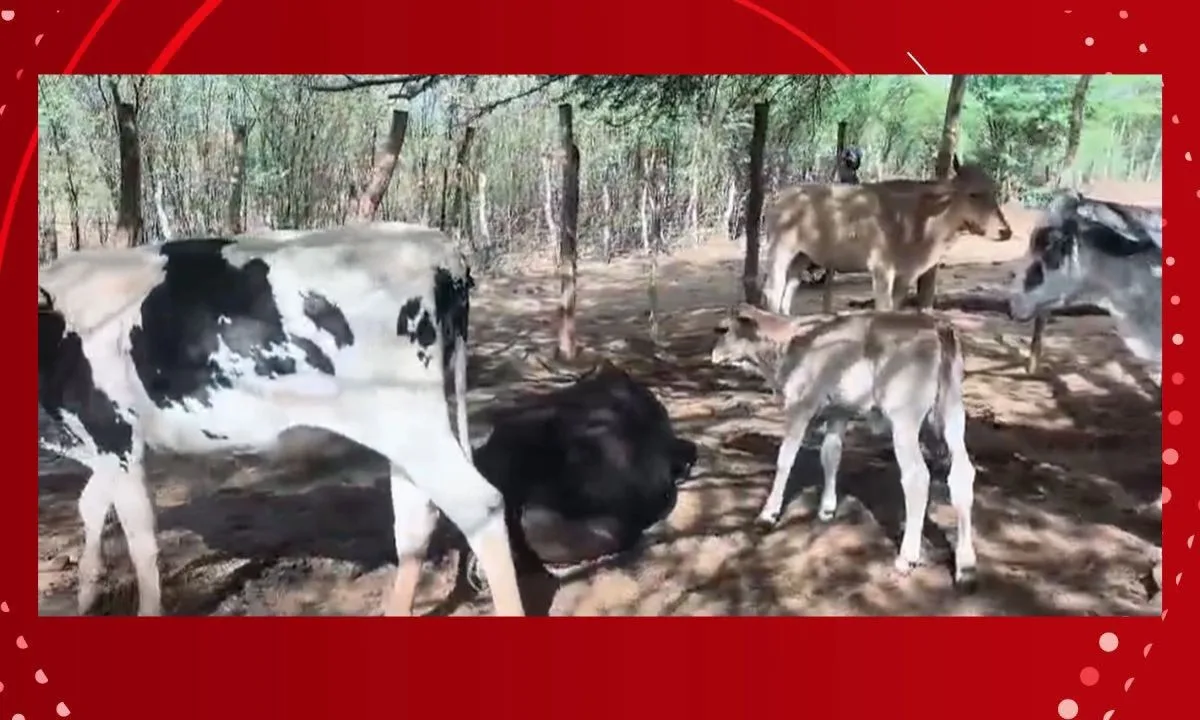 Cinco bovinos morrem após tiros em propriedade rural de Queimadas