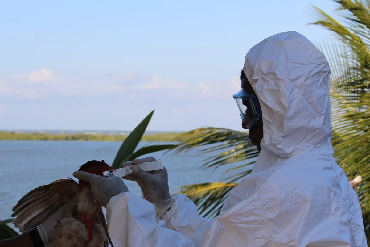 Bahia estende por 180 dias alerta sanitário contra gripe aviária