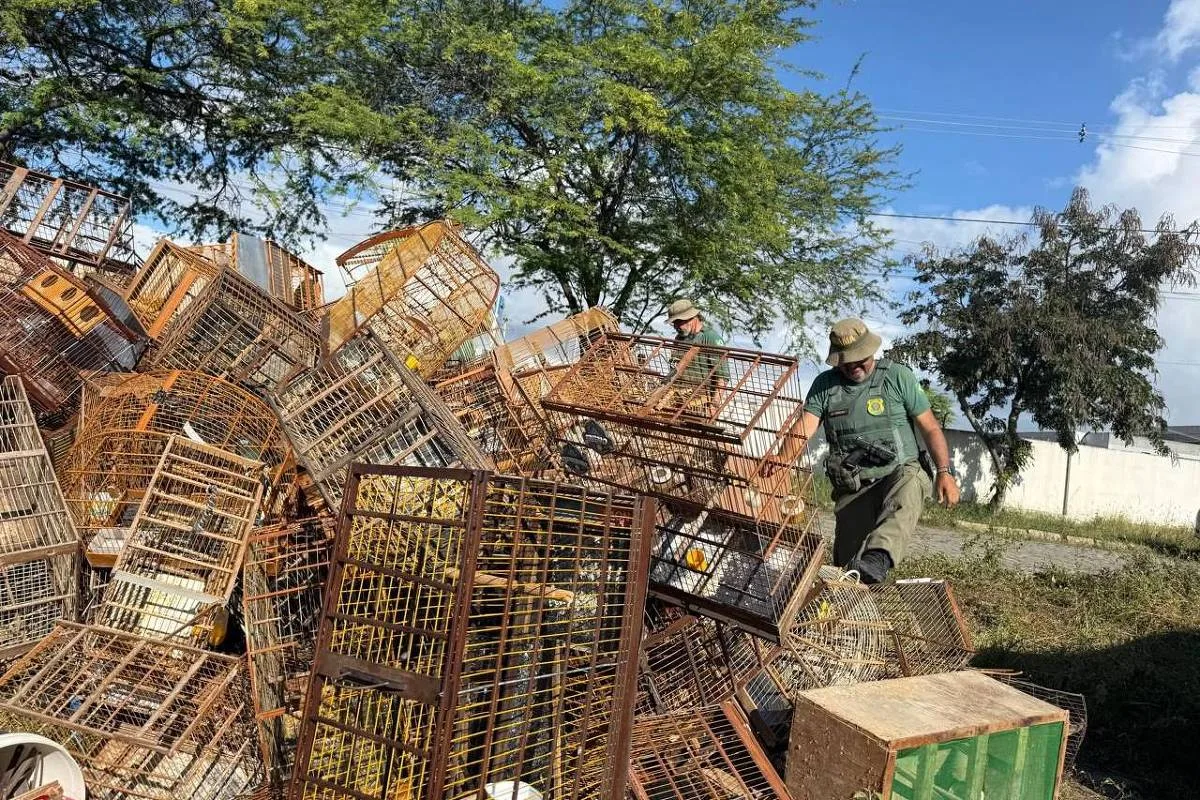 Aves resgatadas em Caruaru passarão por avaliação antes da destinação